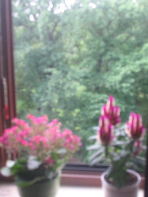 Ein Blick auf Bäume aus einem Fenster mit zwei Topfblumen auf der Fensterbank