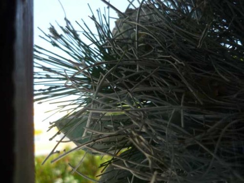 Die Spitze eines Kiefernzweigs vor einem Fenster