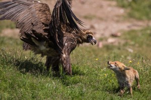 Ein Mönchsgeier mit erhobenen Flügeln und ein Fuchs mit gefletschten Lefzen in gegenseitiger Drohgebärde