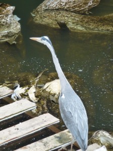 Ein Fischreiher auf einem Steg am Ufer eines Gewässers