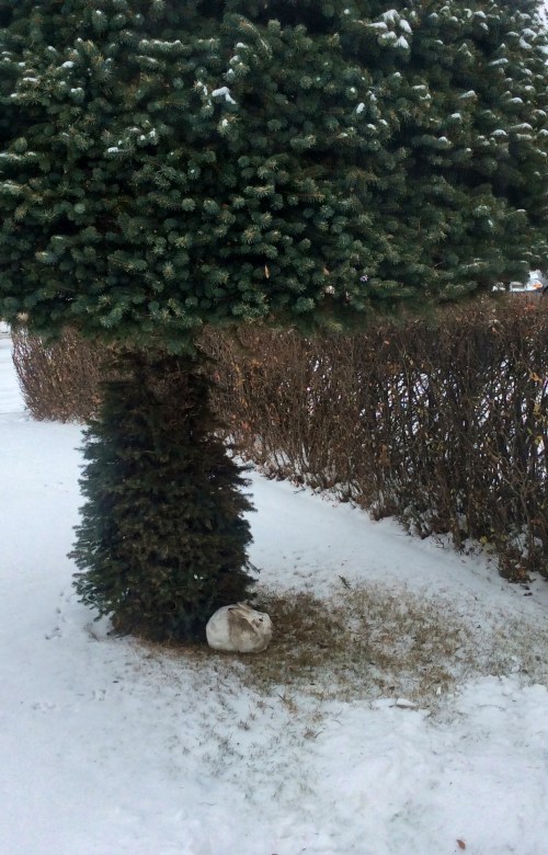 Garden with pine tree and greyish bunny at its foot.