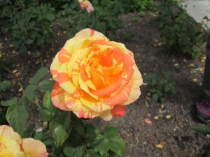 Gelbrote Blüte einer Rose von oben gesehen