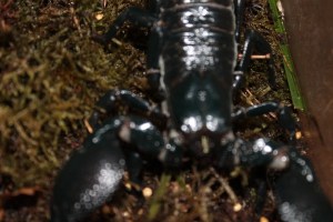 Ein verwackelter und unscharfer Skorpion.