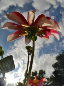 eine Dahlie von schräg unten fotografiert