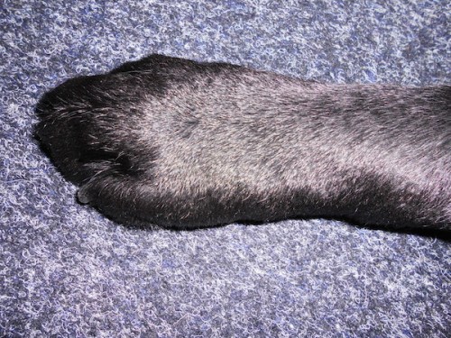 Eine große Hundefote auf Tepichboden